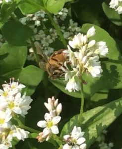 A honeybee on a buckwheat bloom
